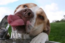 perro-tomando-agua